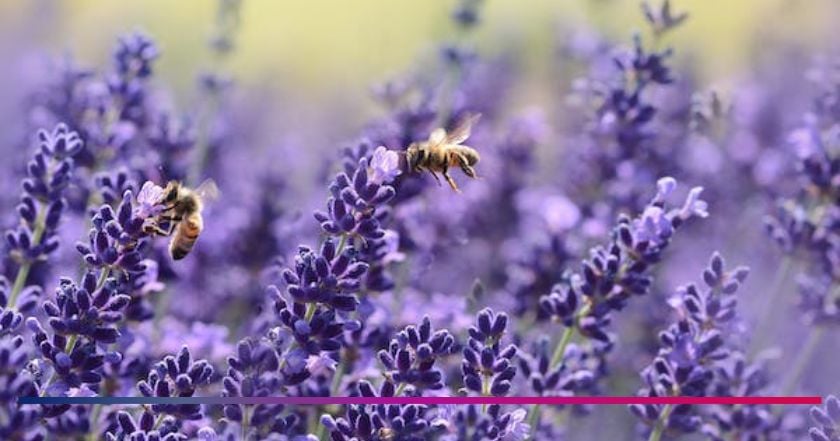 api-fiore-propoli-integratore-miele-controindicazioni