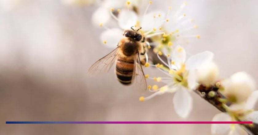 ape-fiore-miele-alveare-polline-integratore-propoli