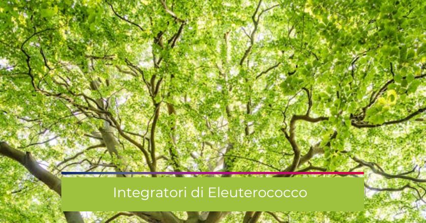 eleuterococco-albero-pianta-integratori-ginseng-energie